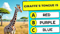 create quiz, trivia questions videos editing for youtube
