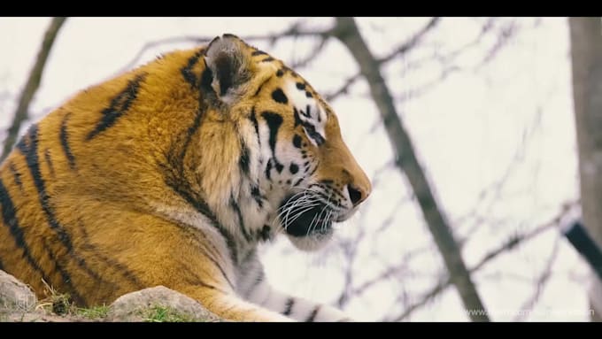do amazing nature video editing