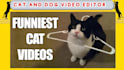 edit or create funny viral ,cats,dogs, compilations videos for youtube,fb,tiktok