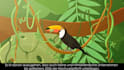 create a custom 2d animated explainer video