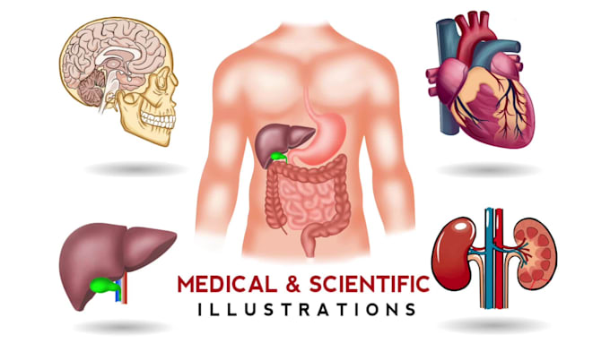 create anatomy, medical, and scientific illustrations
