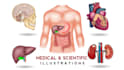 create anatomy, medical, and scientific illustrations