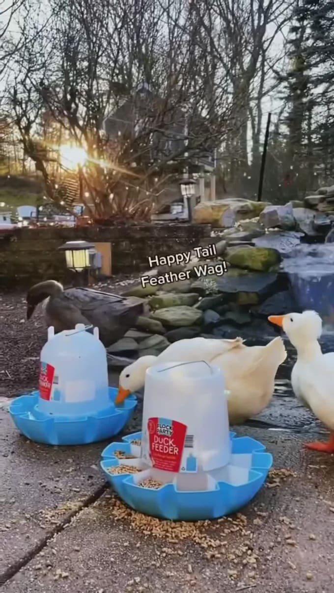 create animal, pet related ugc