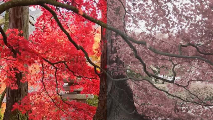video color grading and color correction