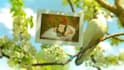 create beautiful wedding photo gallery