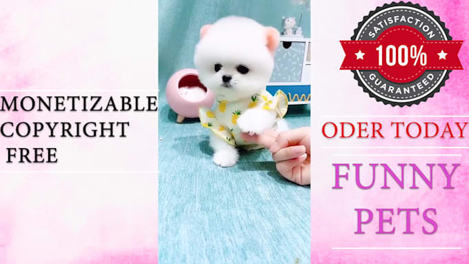 create monetizable cute funny pets compilation videos
