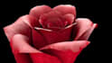 render realistic 3d flower animation, 3d model and rigging, cgi flower model