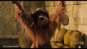 create and animate any 3d animal ,creatures, character animation