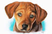 hand draw realistic pet portrait