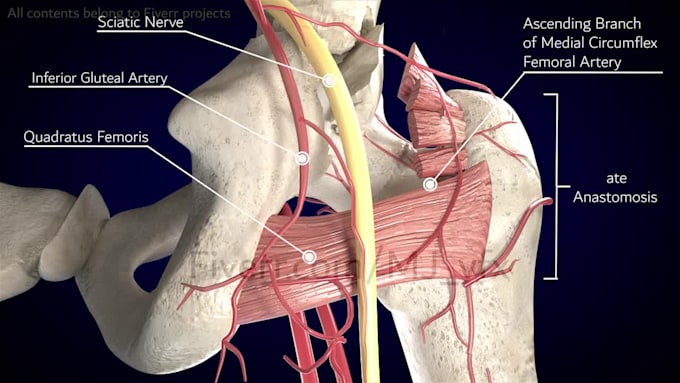 do high quality 3d medical animation and product modeling