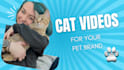 create eyecatching cat ugc videos for your pet product