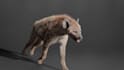 do 3d cgi animal composting 3d animal model 3d animation 3d bird design vfx cgi