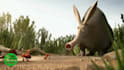 customize logo and slogan in funny ant video