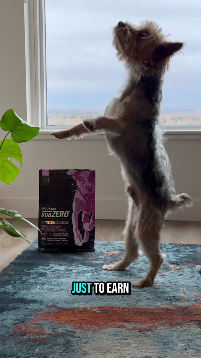 create ugc pet videos featuring my dog for brands