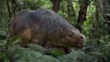 do 3d animal animation, animal rig, 3d cgi animal model texture 3d creature vfx