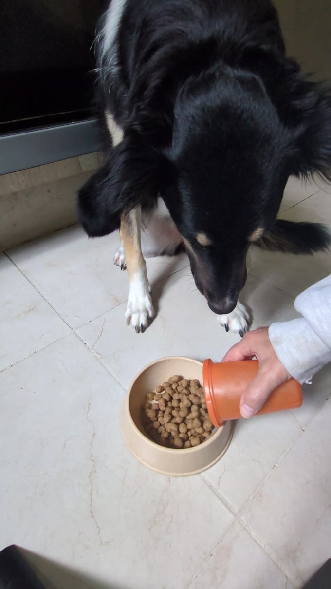 create dog ugc ads and product photos