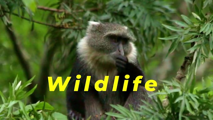 edit cinematic wildlife and jungle safari videos for youtube