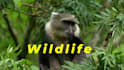 edit cinematic wildlife and jungle safari videos for youtube