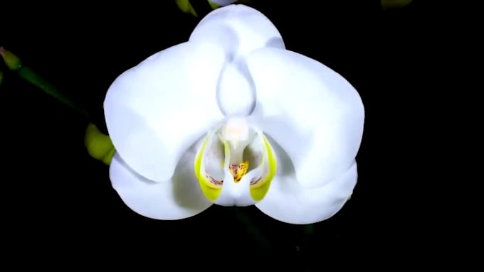 render 3d flower animation, 3d flower design, 3d flower model, 3d plant design