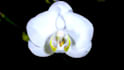 render 3d flower animation, 3d flower design, 3d flower model, 3d plant design