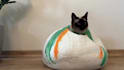 be your ugc cat model for your product or services photos and video