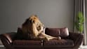 create realistic cgi animal animation, vfx compositing, visual effects and rig 3