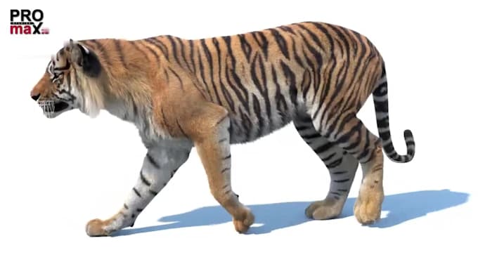 cgi animal animation, 3d creatures, 3d animal compositing, grooming fur, vfx