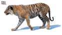 cgi animal animation, 3d creatures, 3d animal compositing, grooming fur, vfx