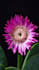 create 3d flower animation, 3d flower model, 3d plant design, 3d plant animation