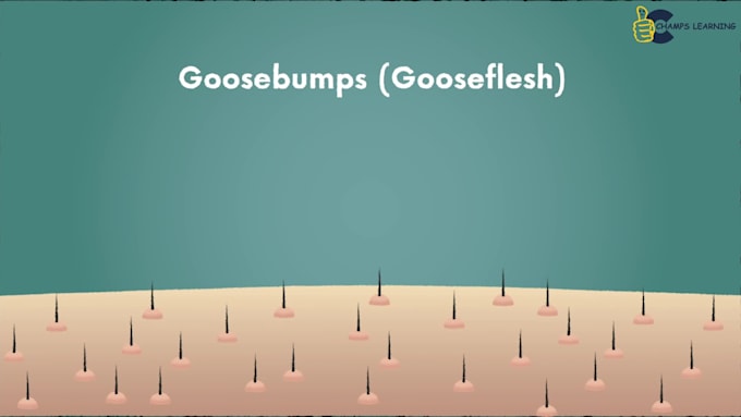 create educational explainer animated videos for any lessons