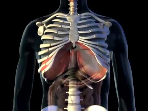 provide 3d medical animation