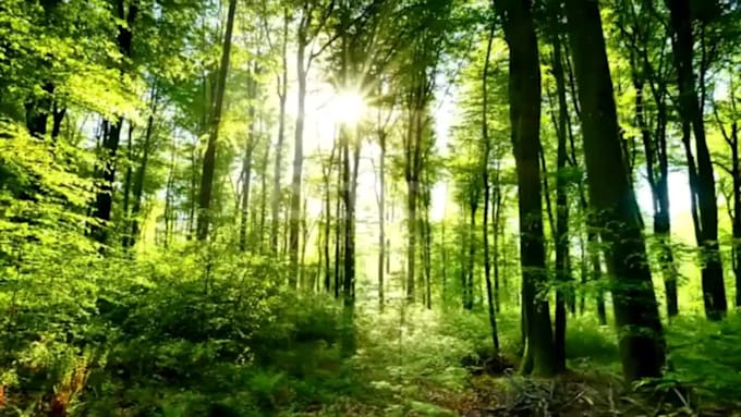 create meditation videos with nature sound and soft music