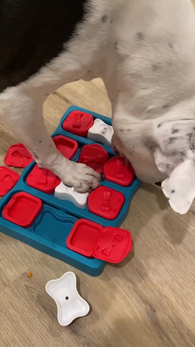 have my cute dog model your pet products