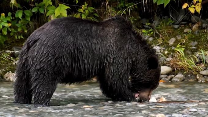 record the best sir david attenborough impression