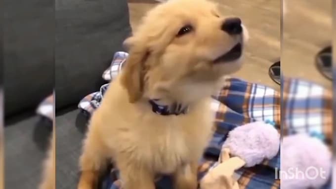 create a funny animals videos within 24 hours