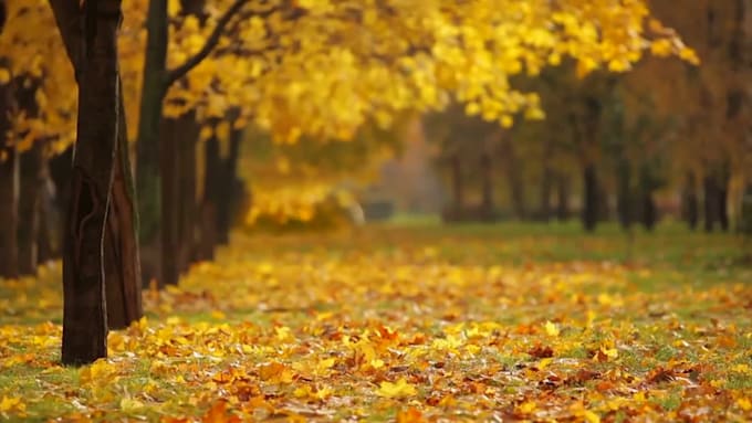give 1000 full HD nature video and drone video for youtube