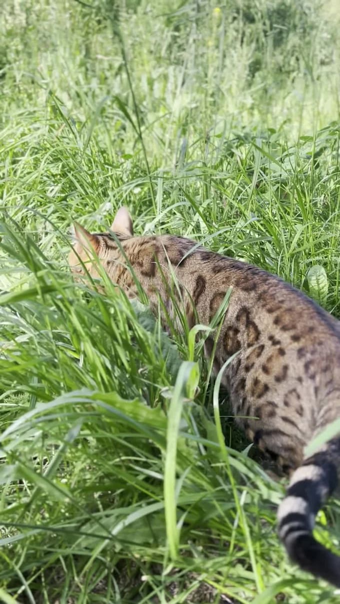Take a picture or take a video of a bengal cat in different places by Designangellas Fiverr
