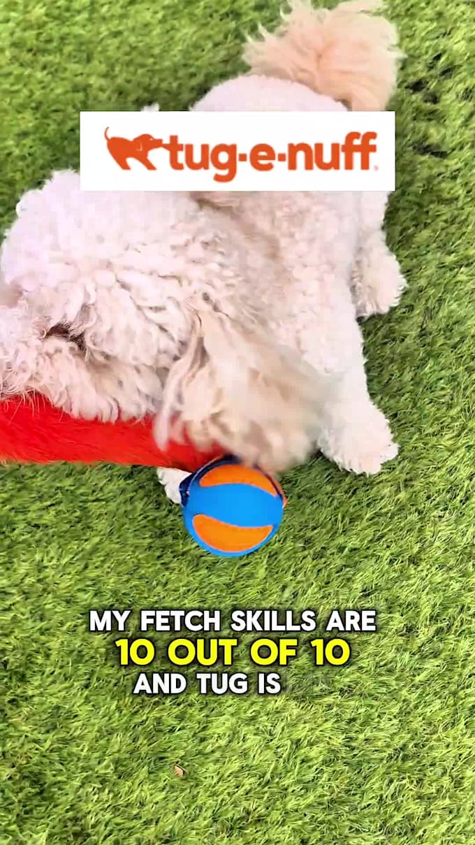 deliver engaging, scroll stopping dog ugc video content and authentic photos