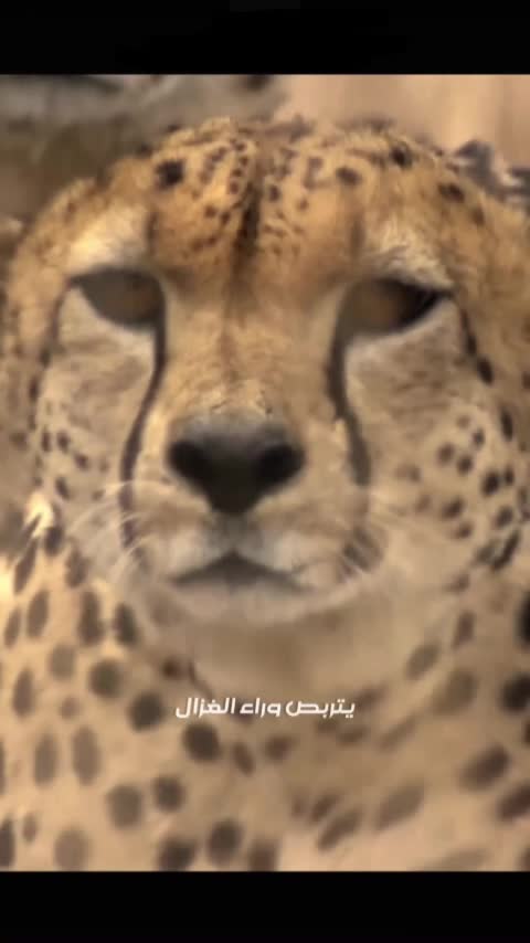 record a professional arabic female voice over