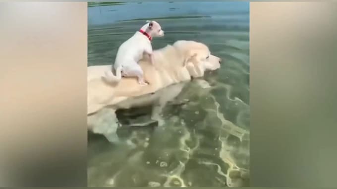 create funny and cute animal pets compilation videos