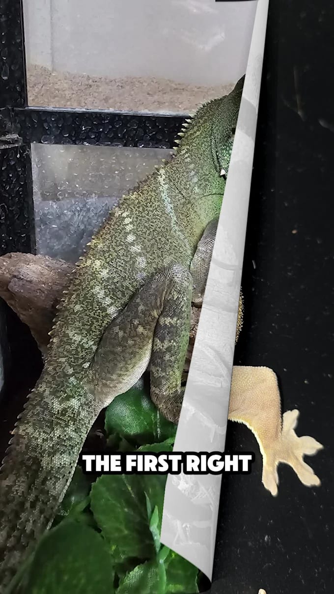 create a short reptile related video