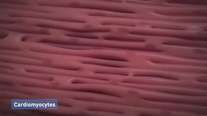 do 3d medical animation video 3d animation explainer video 3d surgery animation