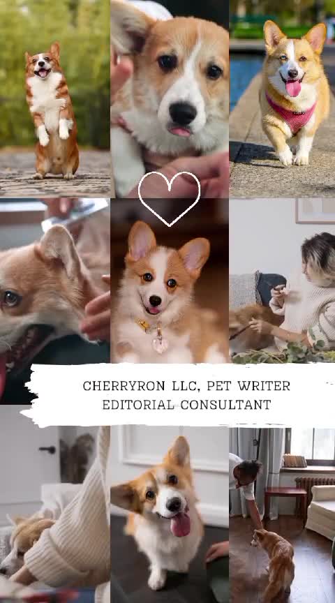 write expert pet blogs on cpr, healthcare, and nutrition