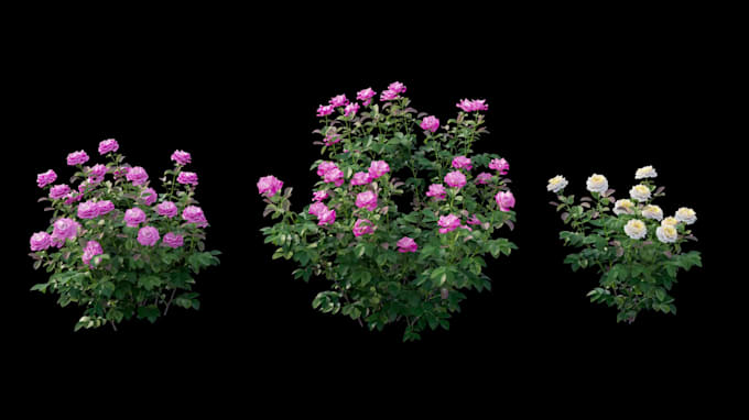 do 3d flower animation, flower animation, plant, flower, 3d model, 3d rendering