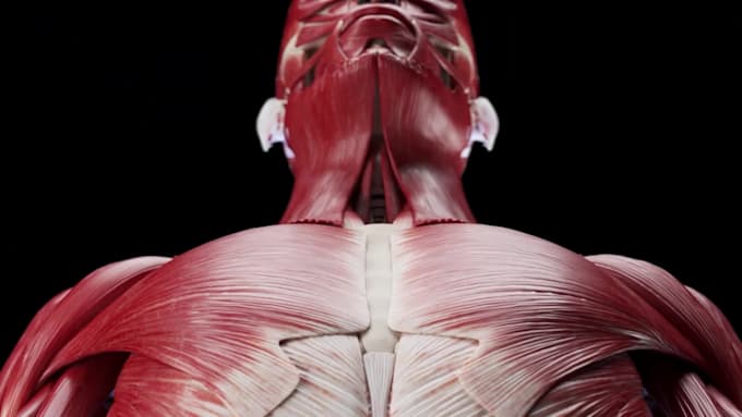 create accurate 3d medical animations for education and healthcare