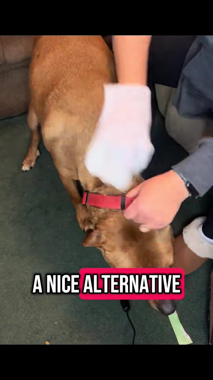 create engaging and creative pet ugc content