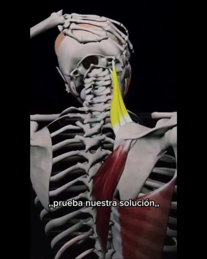 Crear Diseños En Canva By Urrego11tatiana Fiverr