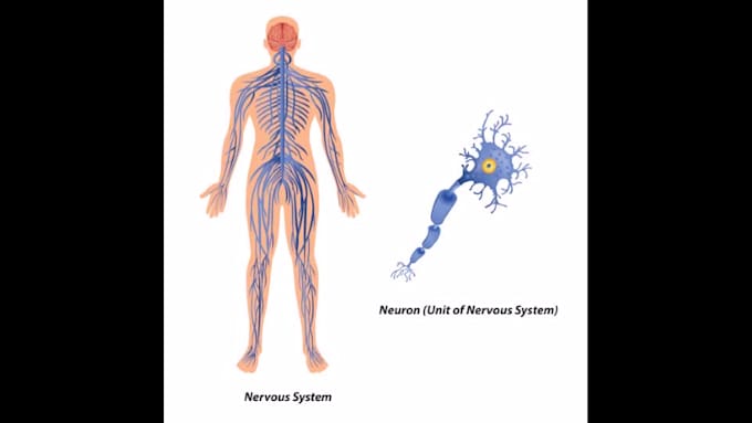 do professional medical illustrations for you
