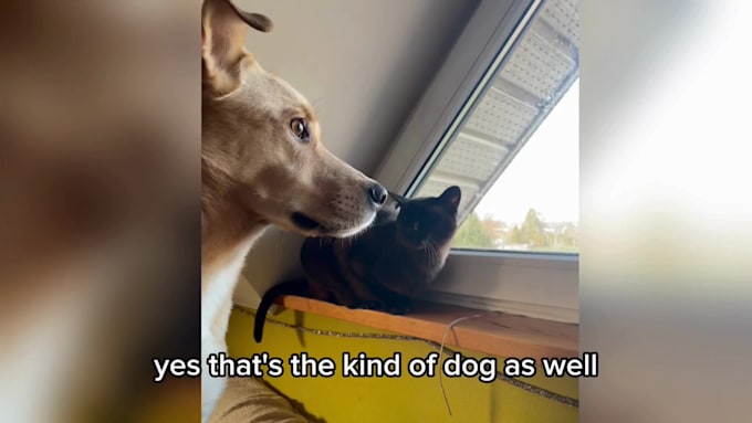 collaborate on branded dog videos and authentic ugc
