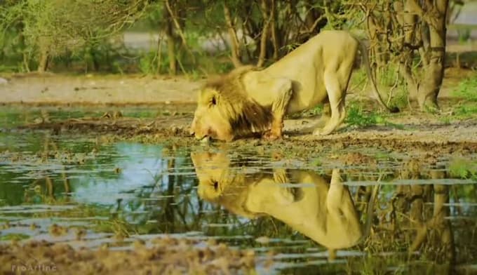 do a monetizable wild animals videos for youtube within 24 hours